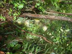 Sansevieria longiflora image