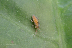 Entomobrya