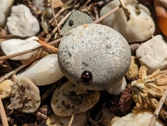 Exochomus quadripustulatus