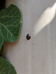 Exochomus quadripustulatus