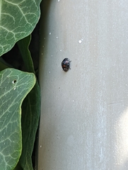 Exochomus quadripustulatus