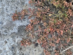 Glinus oppositifolius