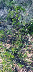 Asparagus multiflorus