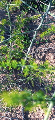 Asparagus multiflorus