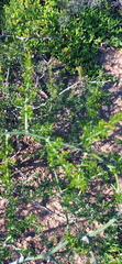 Asparagus multiflorus