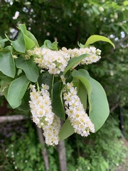 Prunus padus