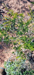 Asparagus multiflorus