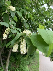 Prunus padus