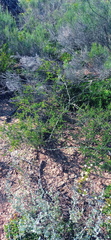 Asparagus multiflorus