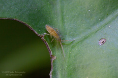 Entomobrya