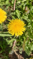 Taraxacum