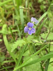 Veronica chamaedrys