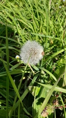 Taraxacum