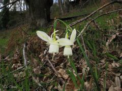 Narcissus triandrus triandrus