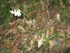 Narcissus triandrus triandrus