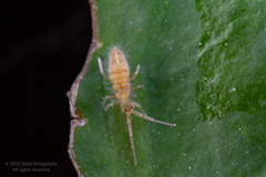Entomobrya