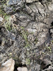 Andricus quercuscorticis