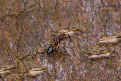 Crematogaster