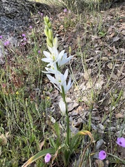 Ornithogalum concinnum