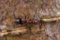 Crematogaster