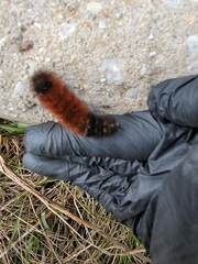 Pyrrharctia isabella