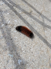 Pyrrharctia isabella