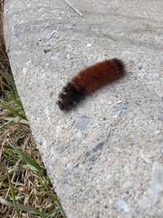 Pyrrharctia isabella