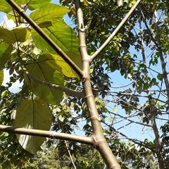 Ficus padana