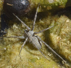 Pardosa valens