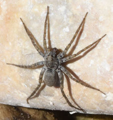 Pardosa valens
