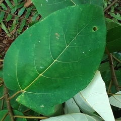 Ficus padana