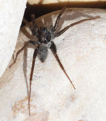 Pardosa valens