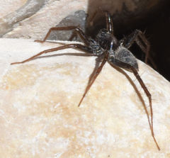Pardosa valens