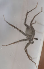 Pardosa valens