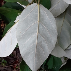 Ficus padana