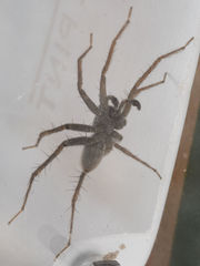 Pardosa valens