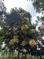 Vateria indica