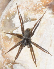 Pardosa valens