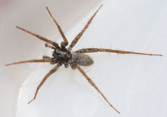 Pardosa valens