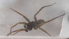 Pardosa valens