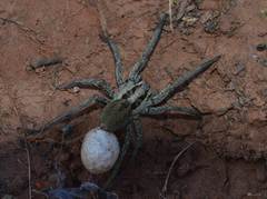 Lycosidae
