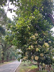 Vateria indica