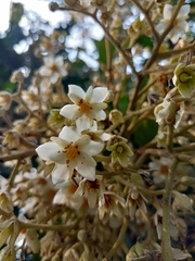 Vateria indica