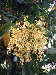 Vateria indica