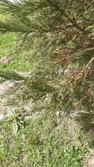 Sequoiadendron giganteum