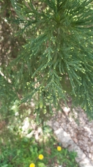 Sequoiadendron giganteum