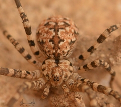 Araneae