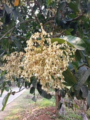 Vateria indica