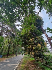Vateria indica