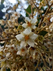 Vateria indica